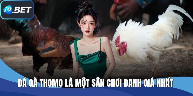 Đá gà Thomo là một sân chơi danh giá nhất