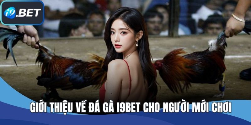 Giới thiệu về đá gà I9BET cho người mới chơi