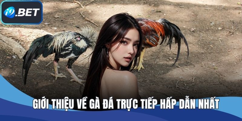 Giới thiệu về gà đá trực tiếp hấp dẫn nhất