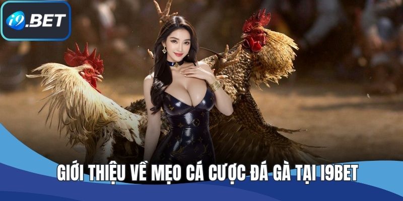 Giới thiệu về mẹo cá cược đá gà tại I9BET