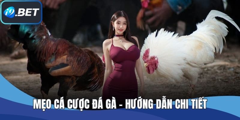Mẹo Cá Cược Đá Gà - Hướng Dẫn Chi Tiết Cho Người Mới Chơi