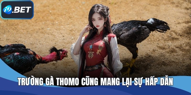 Trường gà Thomo cũng mang lại sự hấp dẫn